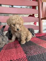Teddy, a male Miniature Aussiedoodle for sale in Bowling Green, KY – 2 of 6