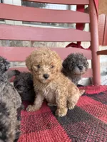 Teddy, a male Miniature Aussiedoodle for sale in Bowling Green, KY – 3 of 6