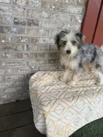 Birdie, a female Miniature Bernedoodle for sale in Bowling Green, KY – 3 of 6