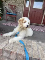 Bougie, a female Miniature Bernedoodle for sale in Bowling Green, KY – 5 of 6