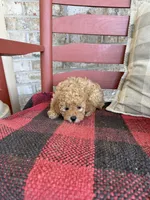 Tabby, a female Miniature Labradoodle for sale in Bowling Green, KY – 6 of 6