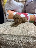 processed/21e01cdb-87ef-408c-a1b7-c979f635b61c/listing/dbc0ce32-0070-4c1f-bdd6-5cfbee324d4c/049c13bc-b9e2-4361-b98c-89ef504ff457