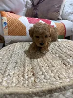 processed/21e01cdb-87ef-408c-a1b7-c979f635b61c/listing/dbc0ce32-0070-4c1f-bdd6-5cfbee324d4c/5221bfd4-8ae7-4ecf-936c-190c5973c36b