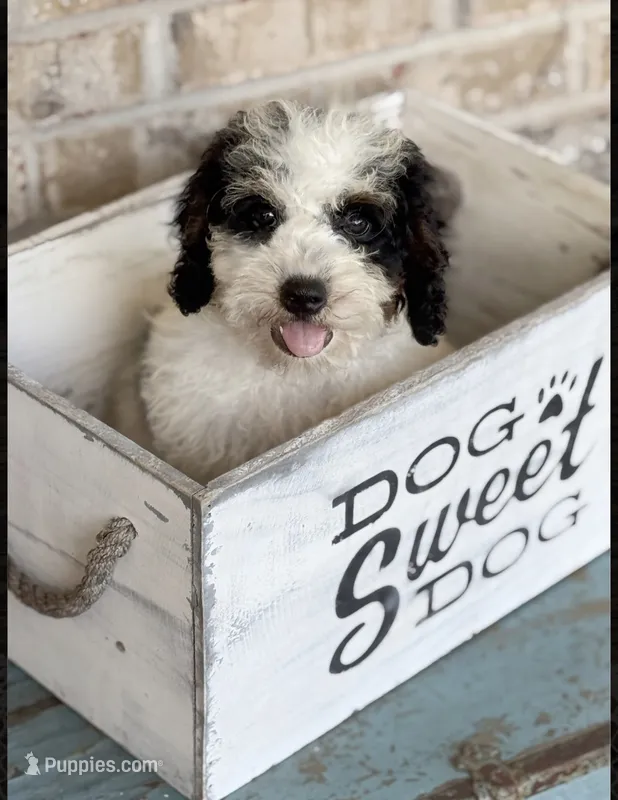 Beau – Miniature Bernedoodle puppy for sale in Bowling Green, KY