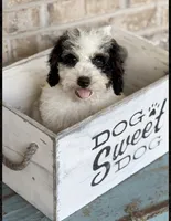 Beau, a male Miniature Bernedoodle for sale in Bowling Green, KY – 1 of 4