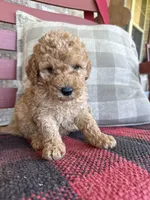 Tucker, a male Miniature Labradoodle for sale in Bowling Green, KY – 1 of 6