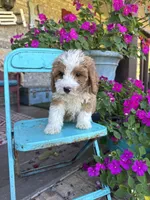 Dolly, a female Miniature Bernedoodle for sale in Bowling Green, KY – 5 of 6