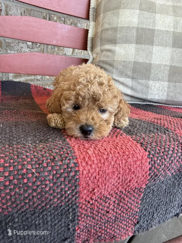 Tabby – Miniature Labradoodle puppy for sale in Bowling Green, KY