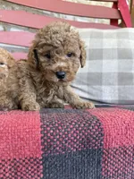 Toby , a male Miniature Labradoodle for sale in Bowling Green, KY – 2 of 6