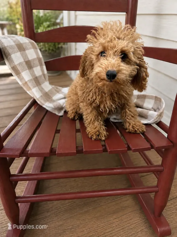 Trixie – Miniature Labradoodle puppy for sale in Bowling Green, KY