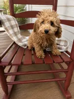 Trixie, a female Miniature Labradoodle for sale in Bowling Green, KY – 2 of 4