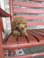 Taco, a male Miniature Labradoodle for sale in Bowling Green, KY – 6 of 7