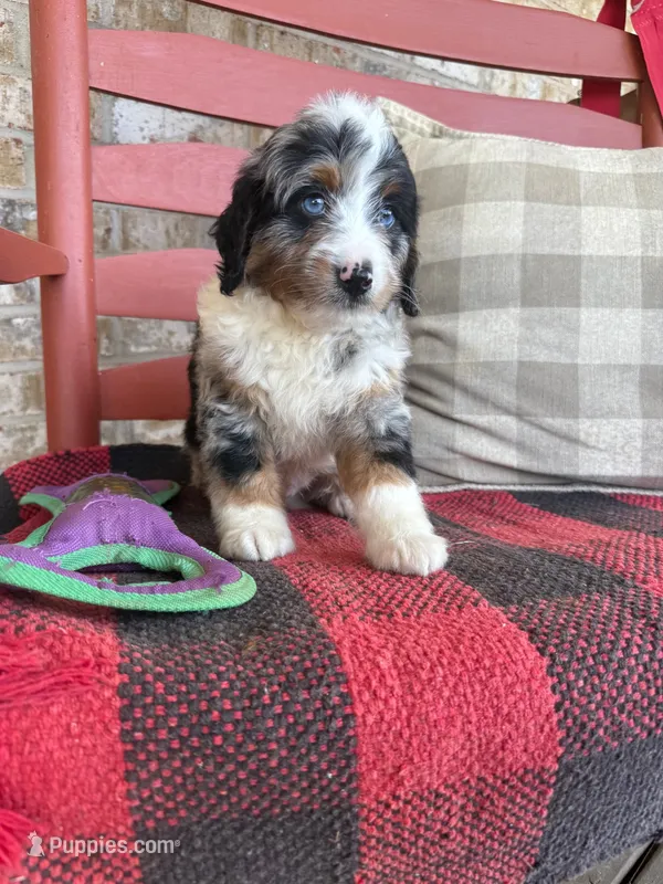 Blue – Miniature Bernedoodle puppy for sale in Bowling Green, KY