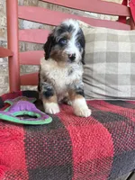 Blue, a male Miniature Bernedoodle for sale in Bowling Green, KY – 4 of 5