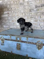 Bluebell , a female Miniature Labradoodle for sale in Bowling Green, KY – 4 of 6