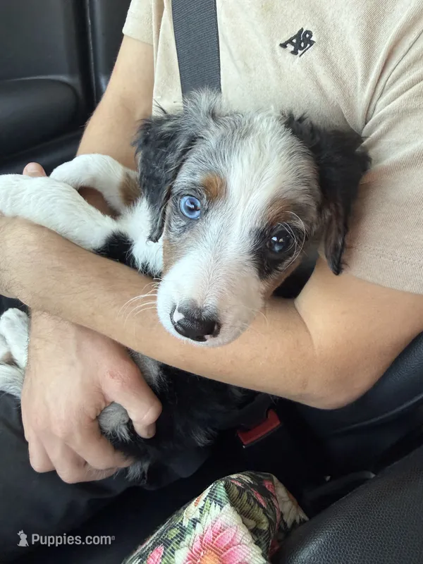 Domino – Miniature Bernedoodle puppy for sale in Bowling Green, KY