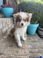 Bailey, a female Pomsky for sale in Bowling Green, KY – 5 of 6