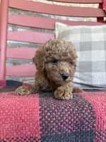 Trixie, a female Miniature Labradoodle for sale in Bowling Green, KY – 4 of 5