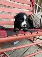 Panda, a female Pomsky for sale in Bowling Green, KY – Photo 6 of 6