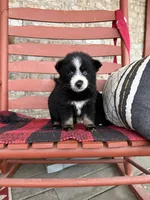 Panda, a female Pomsky for sale in Bowling Green, KY – Photo 1 of 6