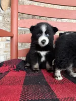 Panda, a female Pomsky for sale in Bowling Green, KY – Photo 3 of 6