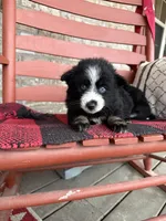 Panda, a female Pomsky for sale in Bowling Green, KY – Photo 5 of 6