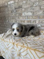 Birdie, a female Miniature Bernedoodle for sale in Bowling Green, KY – 5 of 5