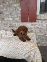 Toby , a male Miniature Labradoodle for sale in Bowling Green, KY – 7 of 7