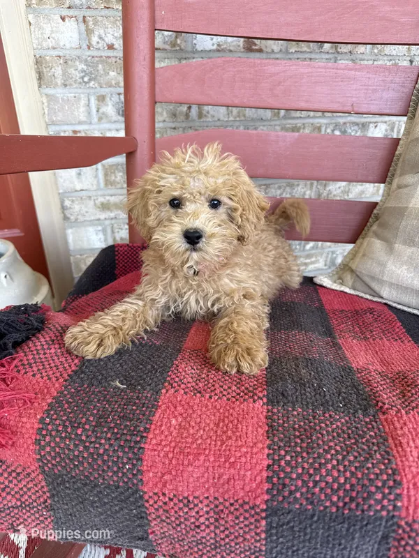 Molly – Miniature Labradoodle puppy on hold in Bowling Green, KY