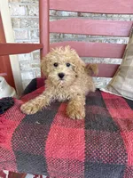 Mario, a male Miniature Labradoodle for sale in Bowling Green, KY – 1 of 2