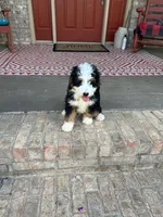 Biscuit, a male Miniature Bernedoodle for sale in Bowling Green, KY – 3 of 5