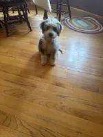 Birdie, a female Miniature Bernedoodle for sale in Bowling Green, KY – 4 of 6