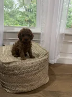 Snickers, a male Cavapoo for sale in Bowling Green, KY – 6 of 6