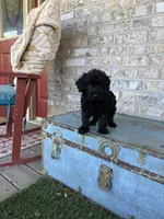Bandit, a male Miniature Labradoodle for sale in Bowling Green, KY – 6 of 7