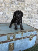 Breeze, a female Miniature Labradoodle for sale in Bowling Green, KY – 3 of 7