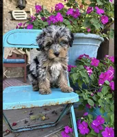 Duke, a male Miniature Bernedoodle for sale in Bowling Green, KY – 3 of 5