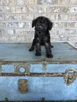 Breeze, a female Miniature Labradoodle for sale in Bowling Green, KY – 5 of 7