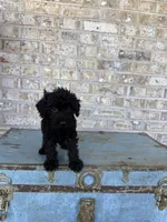 Bandit, a male Miniature Labradoodle for sale in Bowling Green, KY – 7 of 7