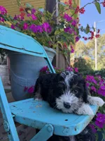 Dexter, a male Miniature Bernedoodle for sale in Bowling Green, KY – 5 of 5