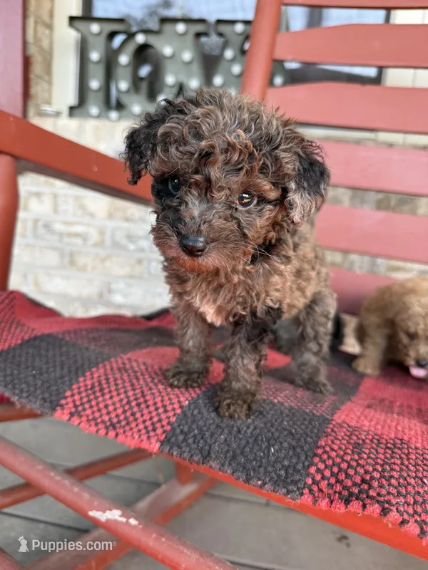 Coco – Miniature Aussiedoodle puppy for sale in Bowling Green, KY