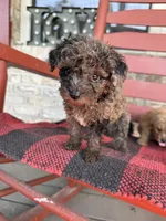 Coco, a female Miniature Aussiedoodle for sale in Bowling Green, KY – 1 of 7