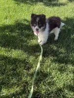 Batman, a male Pomsky for sale in Bowling Green, KY – 7 of 8