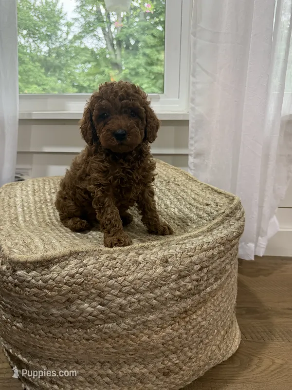 Snickers – Cavapoo puppy for sale in Bowling Green, KY