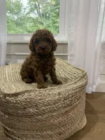 Snickers, a male Cavapoo for sale in Bowling Green, KY – 1 of 6