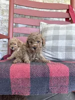 Toby , a male Miniature Labradoodle for sale in Bowling Green, KY – 6 of 6