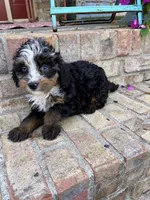 Daisy, a female Miniature Bernedoodle for sale in Bowling Green, KY – 4 of 6