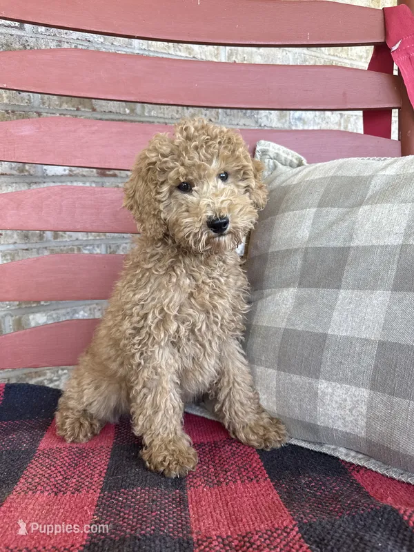 Myles – Miniature Labradoodle puppy for sale in Bowling Green, KY