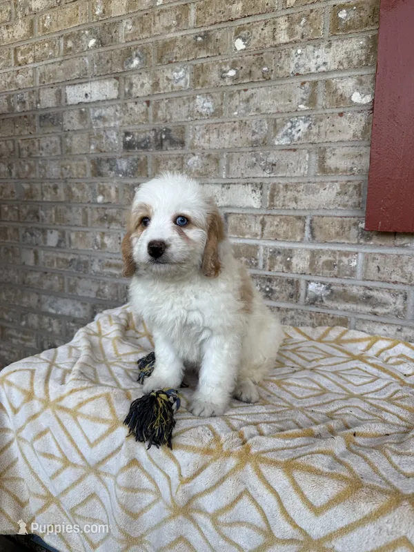 Bougie – Miniature Bernedoodle puppy for sale in Bowling Green, KY