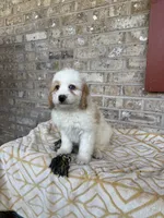 Bougie, a female Miniature Bernedoodle for sale in Bowling Green, KY – 1 of 6