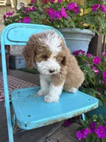 Dolly, a female Miniature Bernedoodle for sale in Bowling Green, KY – 3 of 6